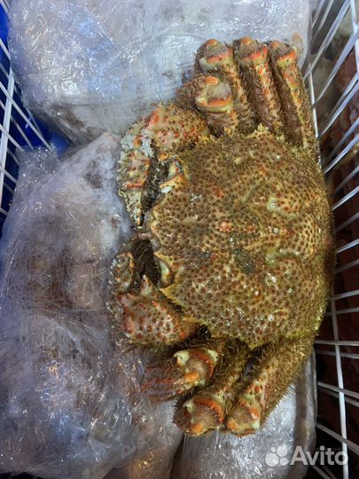 Краб волосатик (800-1000 гр) 1 шт :