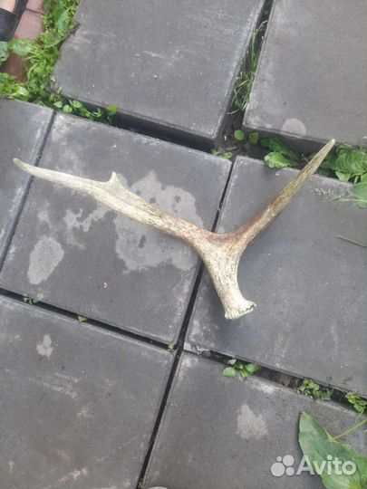 Лосиные рога