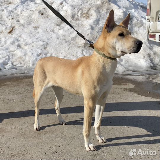 Собака шарпей метис девочка
