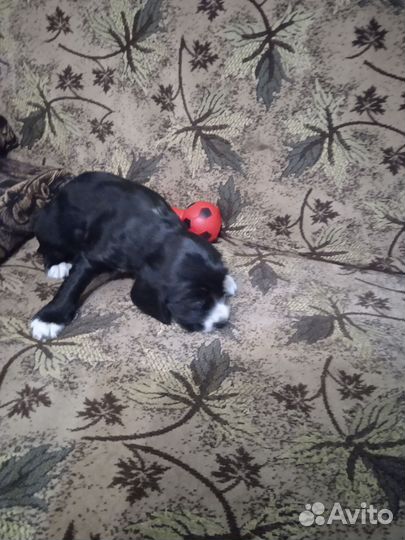 Щенки русского спаниеля