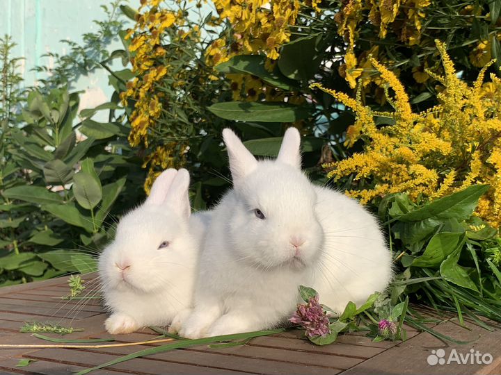 Белые крольчата гермелин