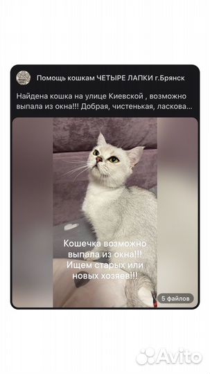 Кошечка в добрые руки