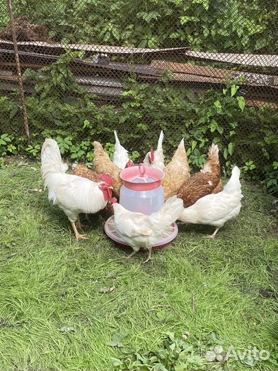 Домашние куриные яйца