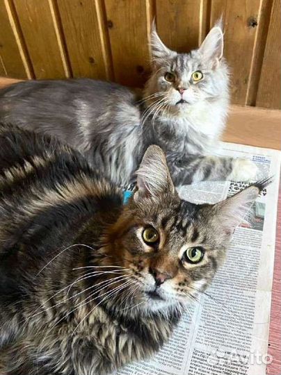 Мейн-куны мать, сын и их собака ищут дом