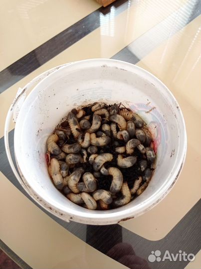 Личинка майского жука