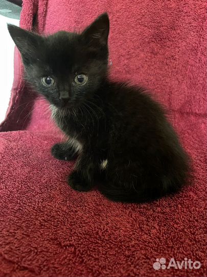 Котенок в добрые руки
