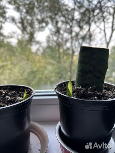 Сансевиерия щучий хвост