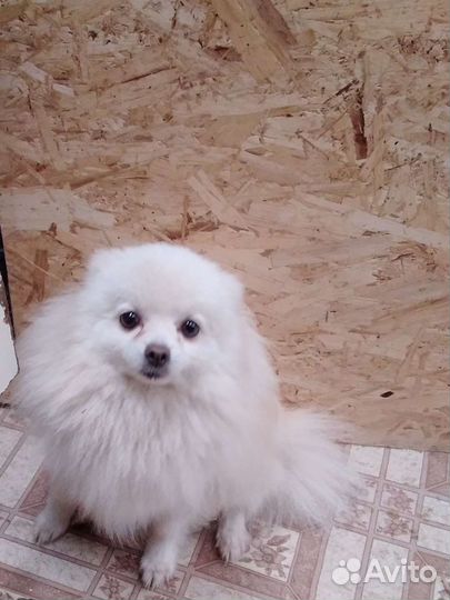 Немецкий шпиц вязка