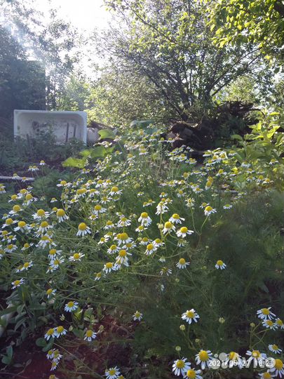 Ромашки корни, цветы и букеты