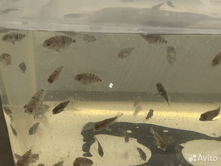 Мальки гибриды цихлид