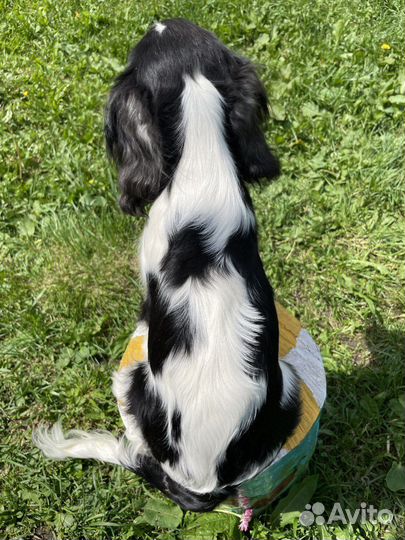 Девочка-щенок кавалер кчс окраса триколор