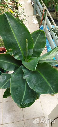 Банан Кавендиш