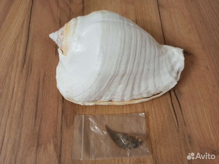 Морская раковина