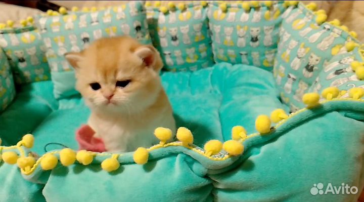 Котята золотая шиншилла