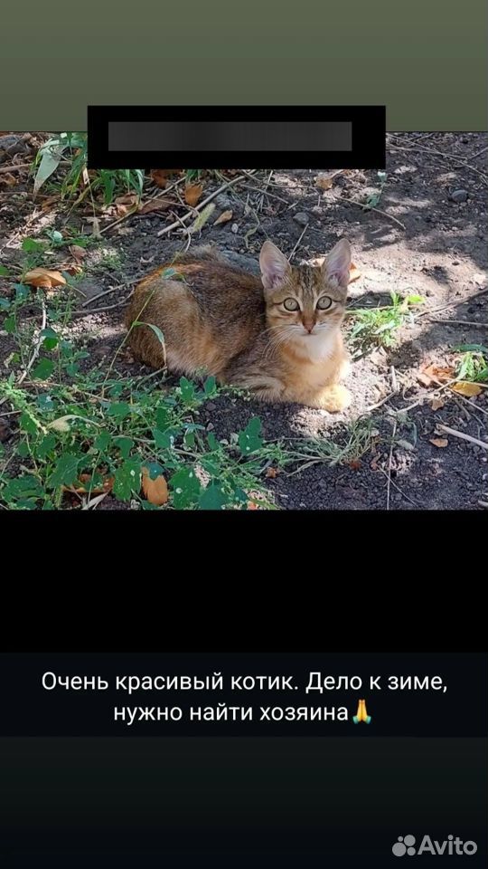 Котята счасливые