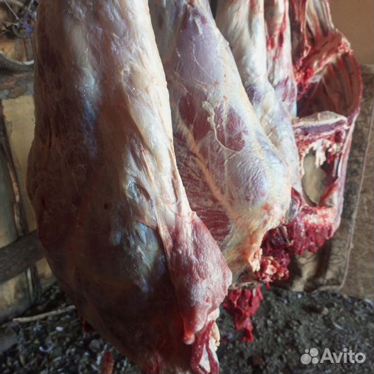 Продам мясо говядина