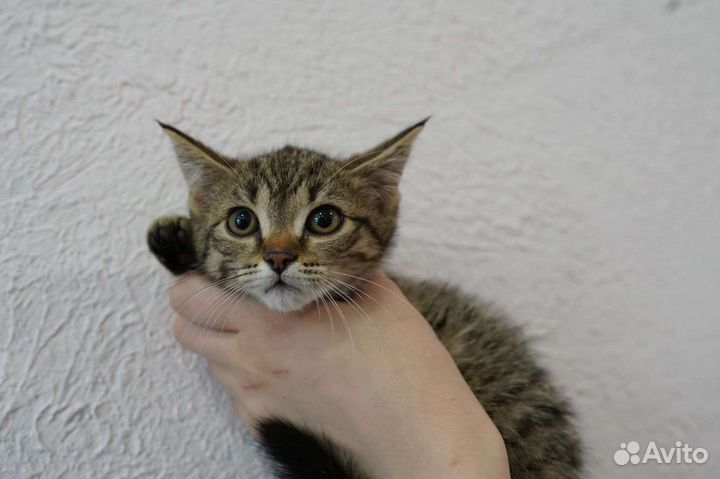 Кошка в дар бесплатно
