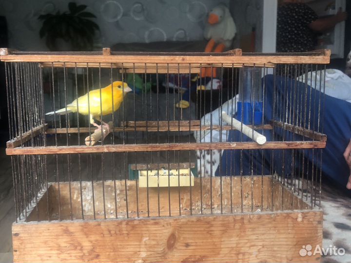 Кенарь певчий