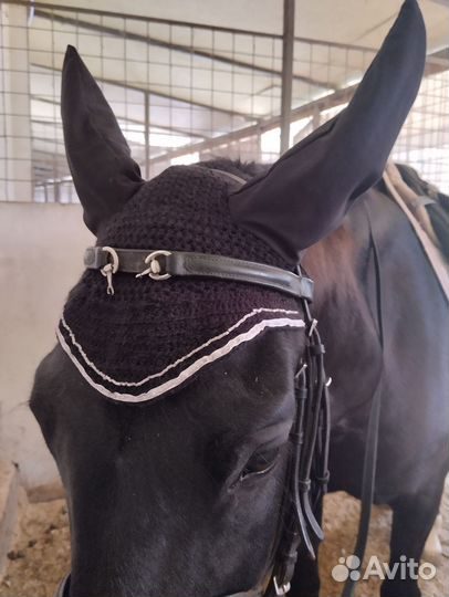 Конная амуниция