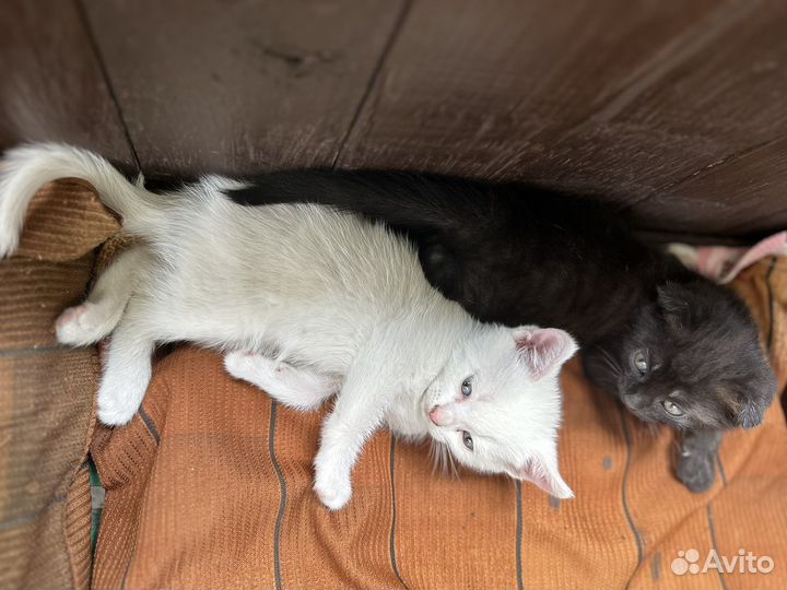 Котята в добрые руки
