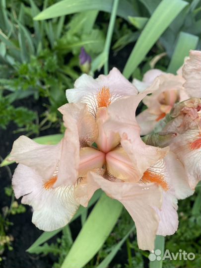 Продам ирисы