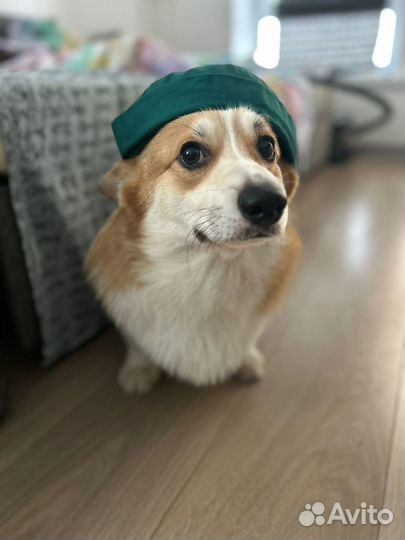 Передержка собак / зоогостиница Москва