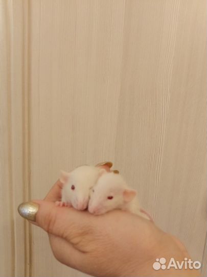 Декоративные крысы Дамбо