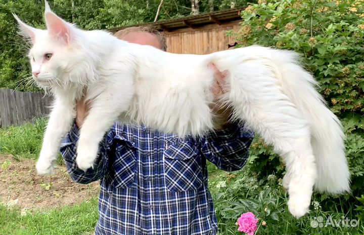 Мейн кун белый