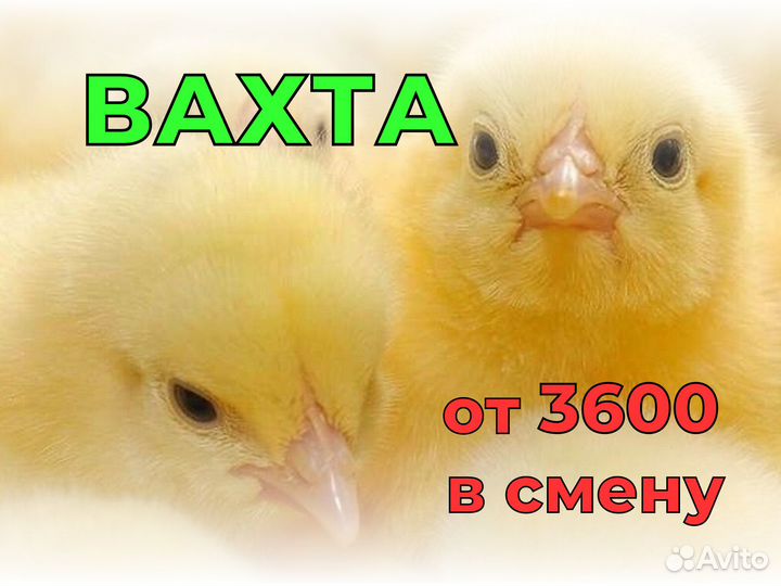 Птицефабрика/Ловец птицы/квартира/питание/проезд