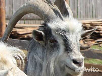 Горный козёл