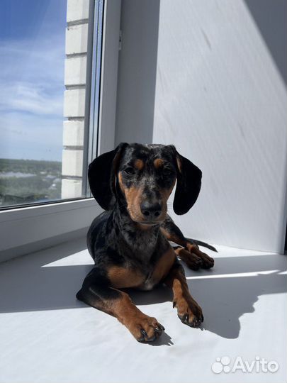 Такса вязка