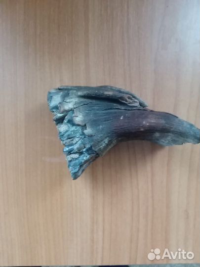 Зуб мамонта