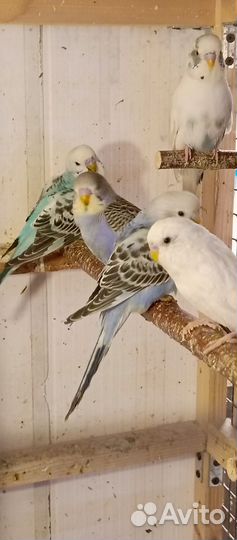 Птенцы волнистый попугай