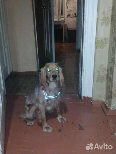 Собаки кокер спаниель