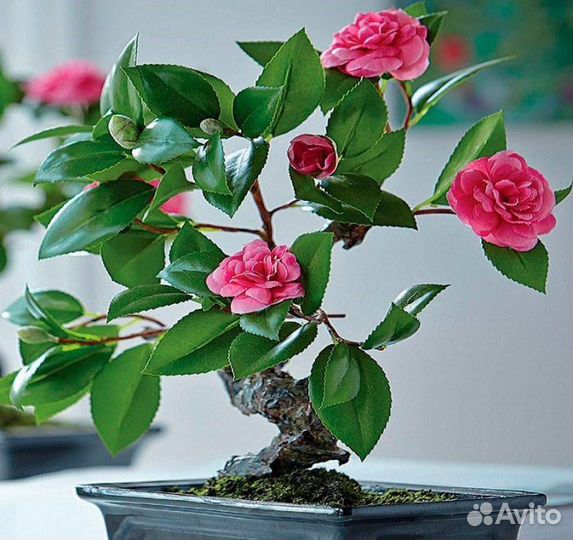 Камелия китайская (чай), семена