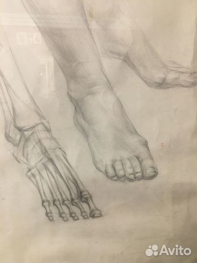 Анатомический рисунок