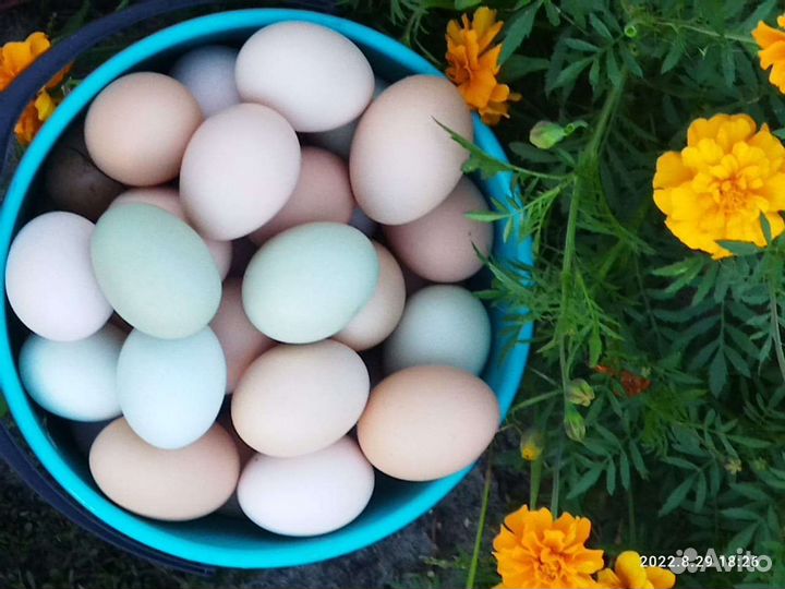 Домашние куриные яйца
