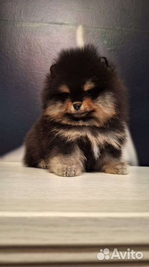 Мини мальчик,документы РКФ