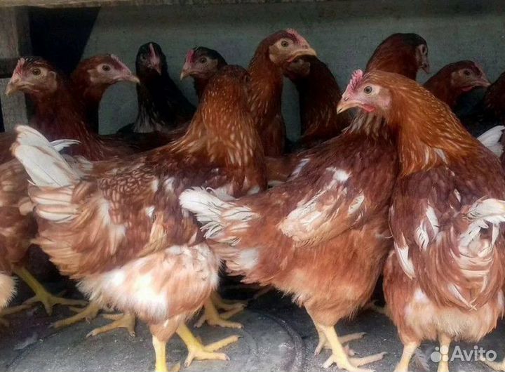 Куры несушки с агрофермы