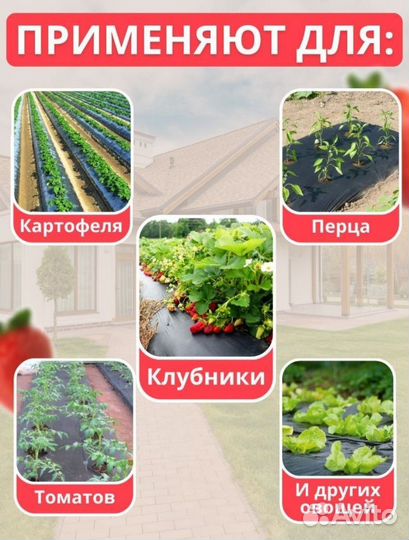 Пленка для клубники с перфорацией