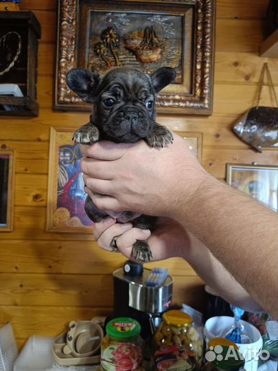 Французский бульдог щенки