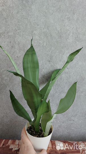 Сансевиерия муншайн