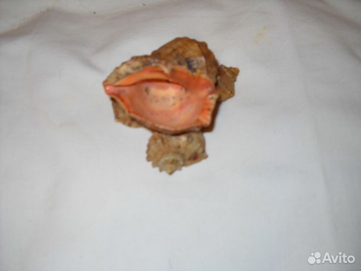 Ракушки в аквариум