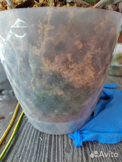 Орхидея фаленопсис