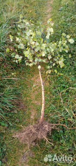 Саженцы берёзы