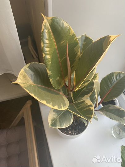 Фикус белиз