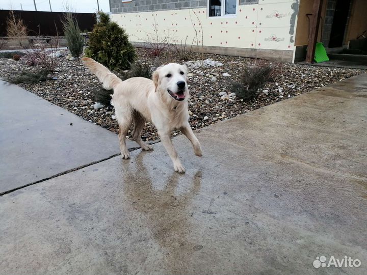 Кобель золотистого ретривера вязка