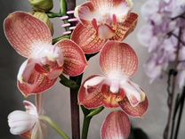 Орхидея фаленопсис пелорик
