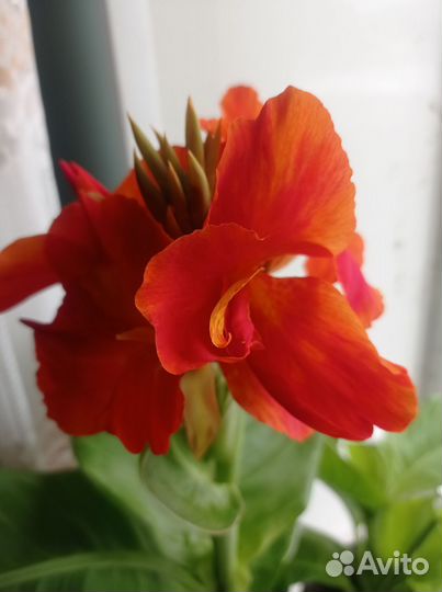 Канны карликовые