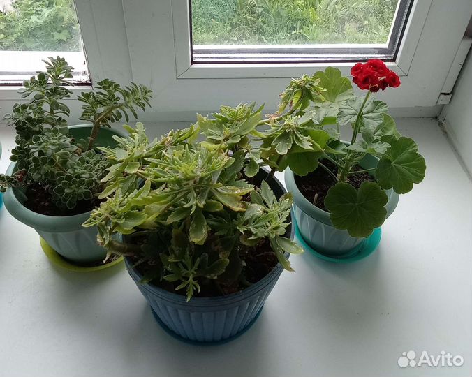 Комнатные цветы